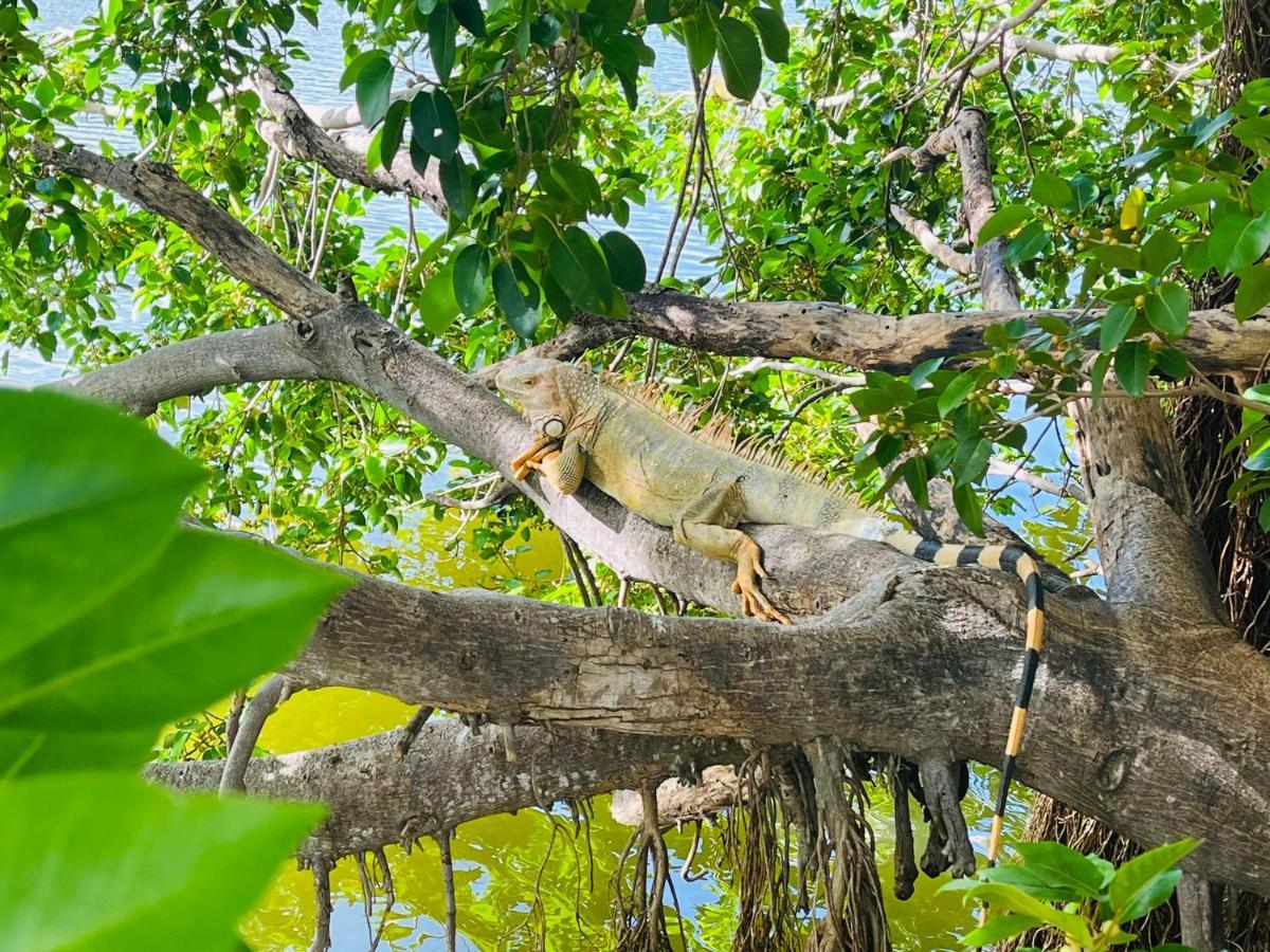 Appartamento Escale Caraibes Anse Marcel Esterno foto